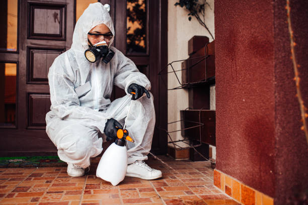Reliable Wasp Removal contractor in Clyde, NY by Show Me Pest Control